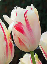 X 100 TULIPA SORBET