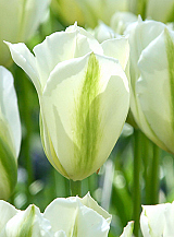 X 100 TULIPA SPRING GREEN