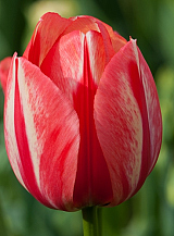 X 100 TULIPA SPRYNG BREAK
