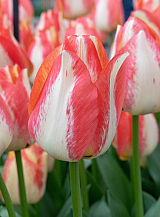 X 100 TULIPA SPRYNG SUNRISE