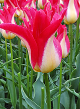 X 100 TULIPA STRAWBERRY ROMANOFF