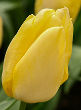 X 100 TULIPA SUNNY PRINCE