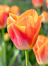 X 100 TULIPA SUNRISE DYNASTY