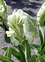 X 100 TULIPA SUPER PARROT