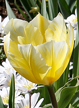 X 100 TULIPA SWEETHEART