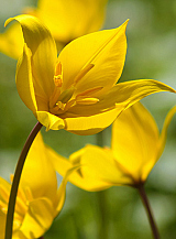 X 100 TULIPA SYLVESTRIS