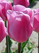 X 100 TULIPA SYNAEDA AMOR