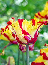 X 100 TULIPA TEXAS FLAME
