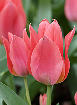 X 100 TULIPA TORONTO