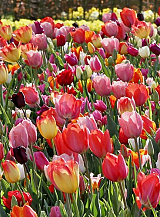 X 100 TULIPA TRIUMPH MIX