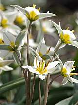 X 100 TULIPA TURKESTANICA