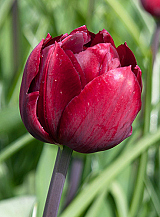 X 100 TULIPA UNCLE TOM