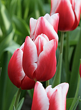 X 100 TULIPA UNIVERSUM