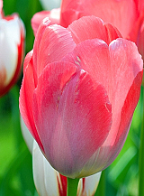 X 100 TULIPA VAN EIJK