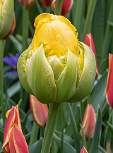 X 100 TULIPA VANILLE COUPE