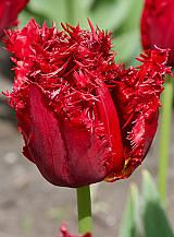 X 100 TULIPA VERSACI