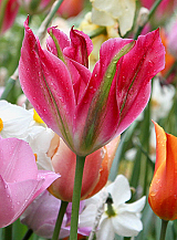 X 100 TULIPA VIRICHIC
