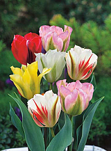 X 100 TULIPA VIRIDIFLORA MIX