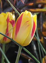 X 100 TULIPA WASHINGTON