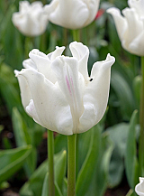 X 100 TULIPA WHITE LIBERSTAR