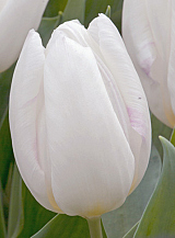 X 100 TULIPA WHITE PRINCE