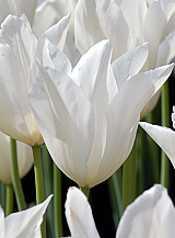 X 100 TULIPA WHITE TRIUMPHATOR