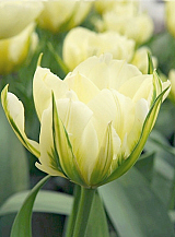X 100 TULIPA WHITE VALLEY