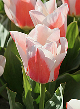 X 100 TULIPA WILLEM VAN DEN AKKER