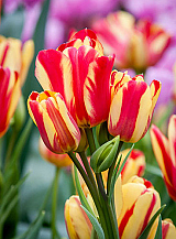 X 100 TULIPA WONDER CLUB