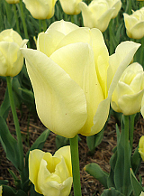 X 100 TULIPA WORLD FRIENDSHIP