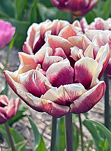 X 100 TULIPA WYNDHAM