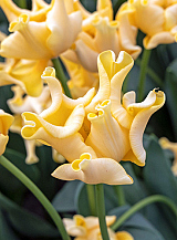 X 100 TULIPA YELLOW CROWN