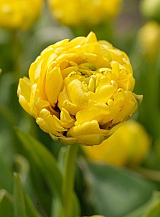X 100 TULIPA YELLOW POMPENETTE