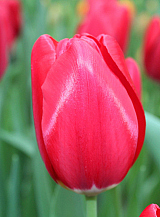 X 100 TULIPA YOSEMITE