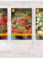 X  150 BEGONIA PENDULA