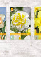 X  200 NARCISSEN DUBBEL