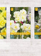 X  200 NARCISSEN POETAZ