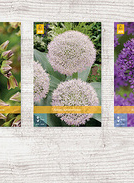 X 250 ALLIUM GROOT