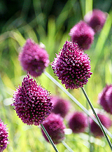 X 250 ALLIUM SPHAEROCEPHALON