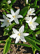 X 250 CHIONODOXA LUCILIAE ALBA