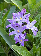 X 250 CHIONODOXA VIOLET BEAUTY