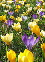 X 250 CROCUS BOTANISCH GEMENGD