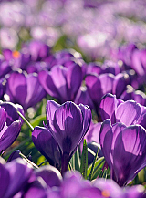X 250 CROCUS FLOWER RECORD