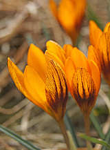 X 250 CROCUS ORANGE MONARCH