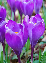 X 250 CROCUS REMEMBRANCE
