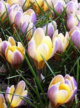 X 250 CROCUS SPECIE CHR. ADVANCE