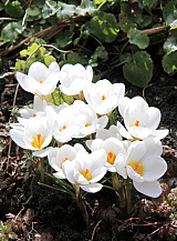 X 250 CROCUS SPECIE CHR. ARD SCHENK