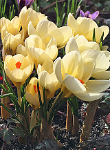 X 250 CROCUS SPECIE CHR. CREAM BEAUTY