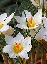 X 250 CROCUS SPECIE CHR. SNOWBUNTING