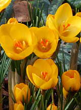 X 250 CROCUS SPECIE GOLDILOCKS